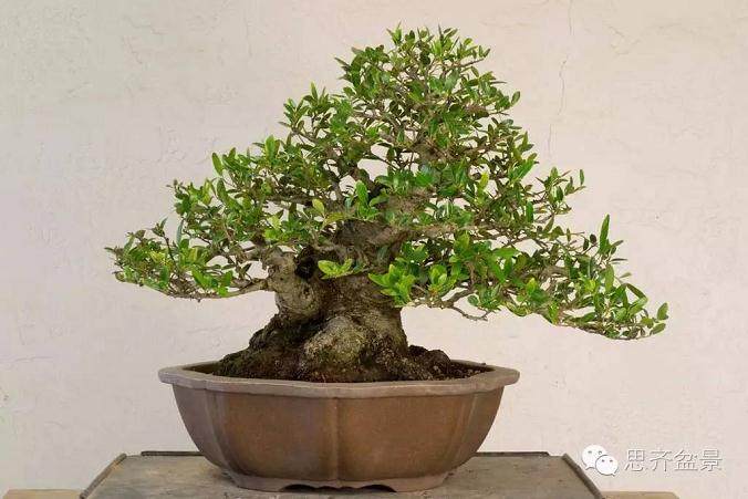 精品矮霸冬青盆景的十年养成记