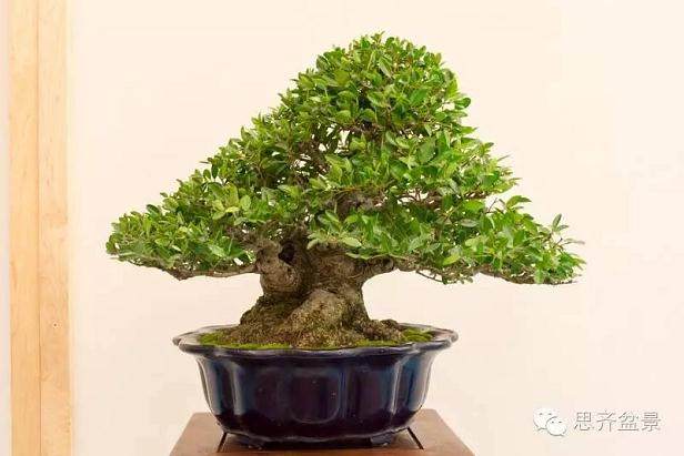 精品矮霸冬青盆景的十年养成记