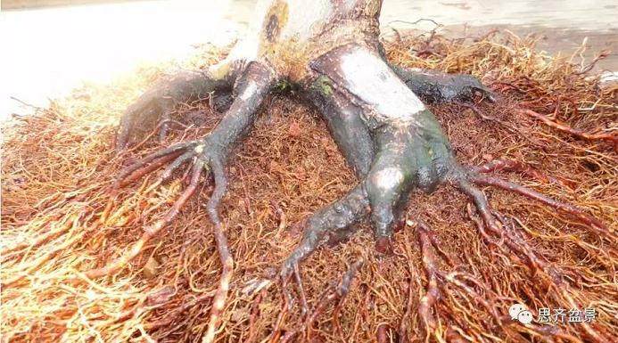 精品矮霸冬青盆景的十年养成记