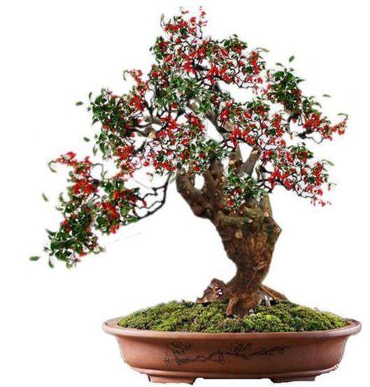 实用 | 枸杞盆景桩都发出芽了，为什么过几天枯萎了？