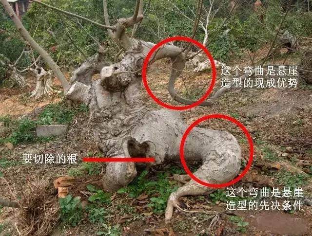 实战 | 树桩盆景造型实战案例