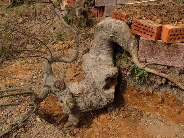 图解 树桩盆景造型怎么实战的案例