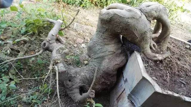 图解 树桩盆景造型怎么实战的案例