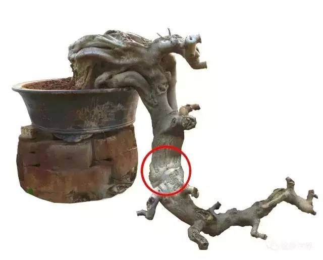 图解 树桩盆景造型怎么实战的案例
