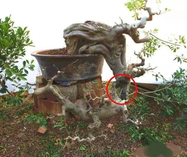 图解 树桩盆景造型怎么实战的案例