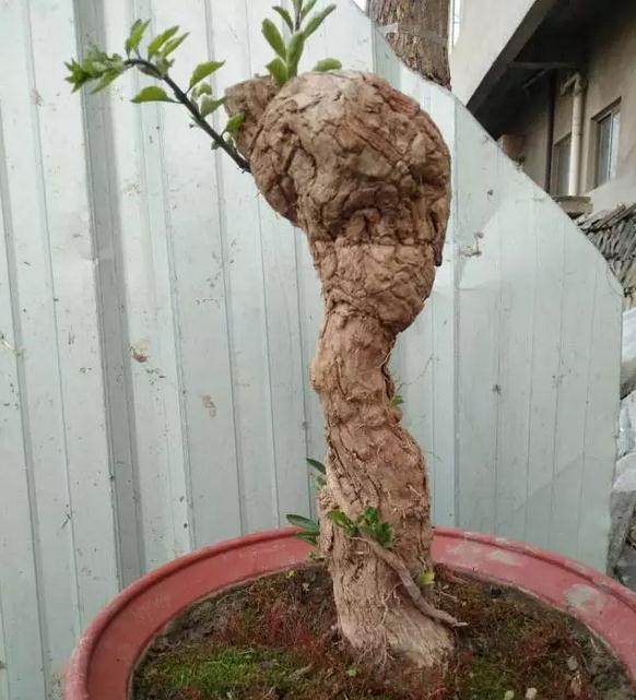 嘉宾 | 沐浴枫宇小盆友，带来枸杞盆景的故事