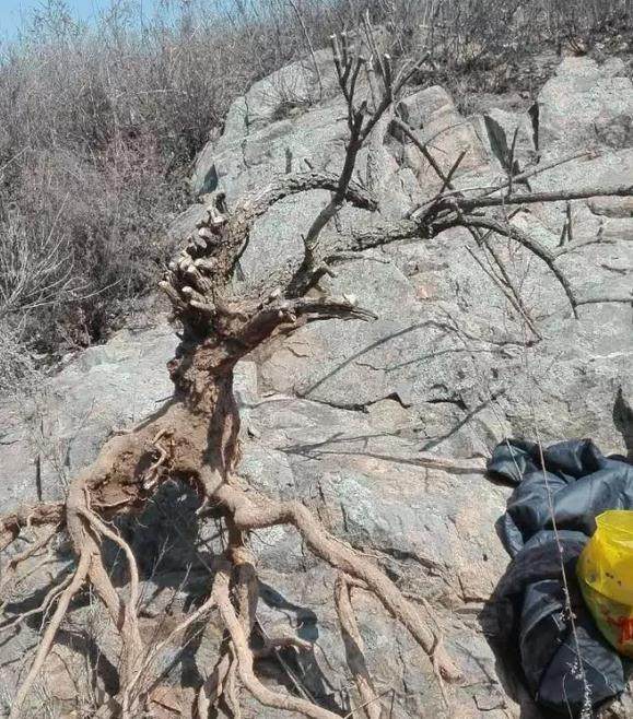 生桩 | 江雪前几天那棵霸气老桩盆景，发芽了