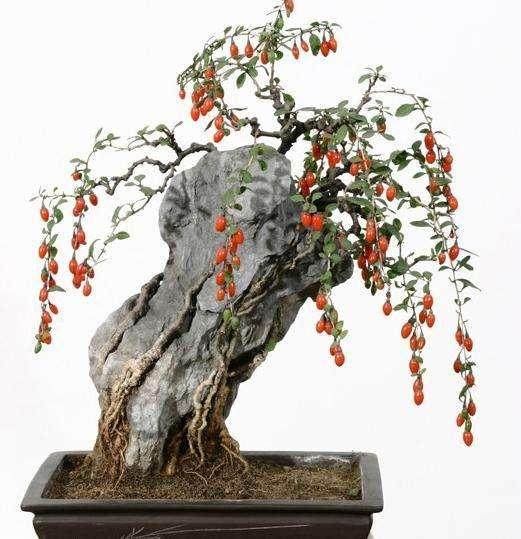 正告 | 卖枸杞生桩的注意了!