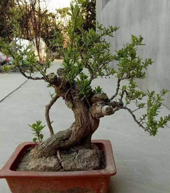 嘉宾 | 江苏的&ldquo;未来&rdquo;盆友，也是个枸杞盆景大户，作品真好