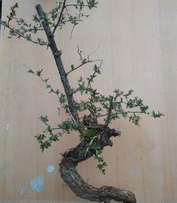 生桩 | 画风的盆景桩，造型给你了，我自己都不会做啊