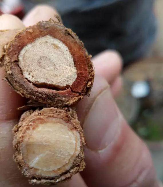 实用 | 老泥墙:北方枸杞盆景这根系真发达啊!