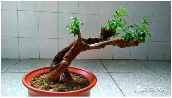 我一定要挖一个更大更好更有型的下山桩！到贴吧去显摆显摆！