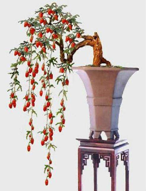 实用 | 枸杞叶子鼓包生了白粉有了蚜虫怎么办?有办法!