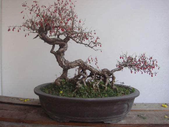 作品 | 泽杞、范建峰小盆友，这是你们的枸杞盆景桩