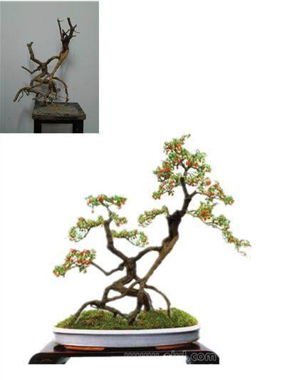 枸杞盆景多结果 你要分几步