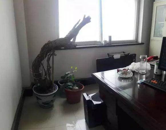 枸杞界大新闻高1.5米粗20厘米的下山桩