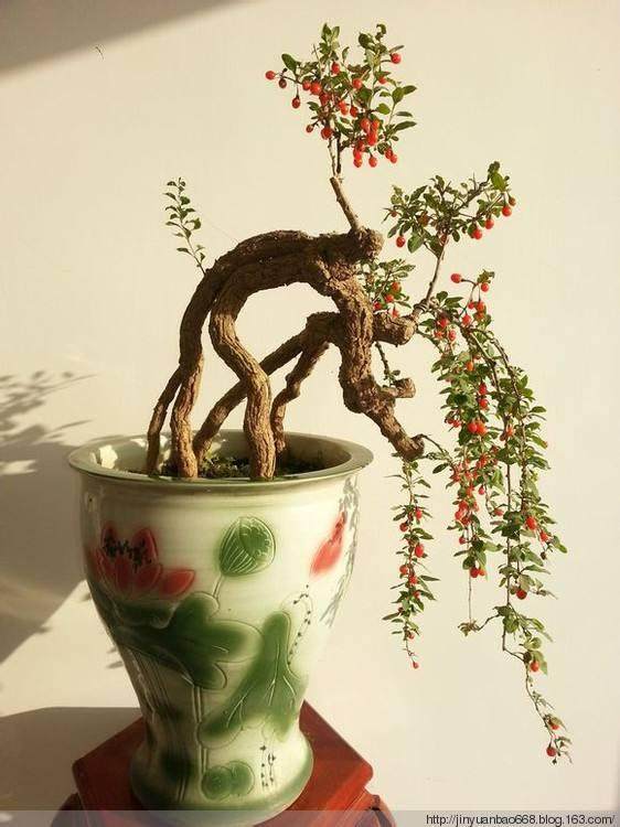 实战 | 前几天引起争论的那棵附石悬崖枸，作者来了。