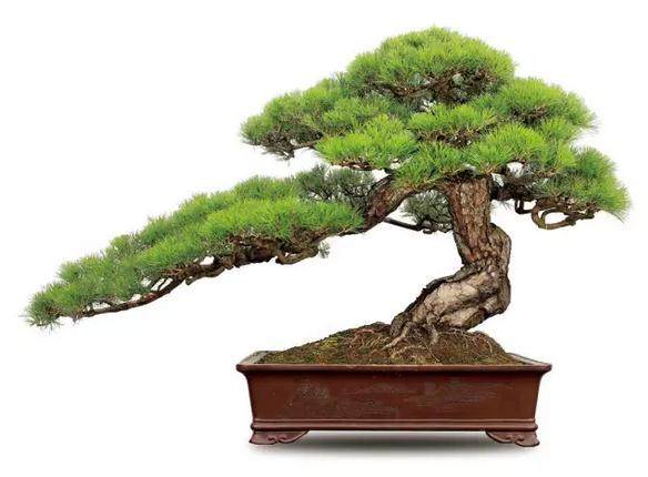 在所有的枝法里,飘枝是最能代表盆景意境的