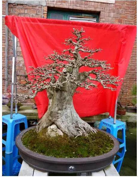  作品 | 几盆湖北对节白蜡盆景，一段情感之旅