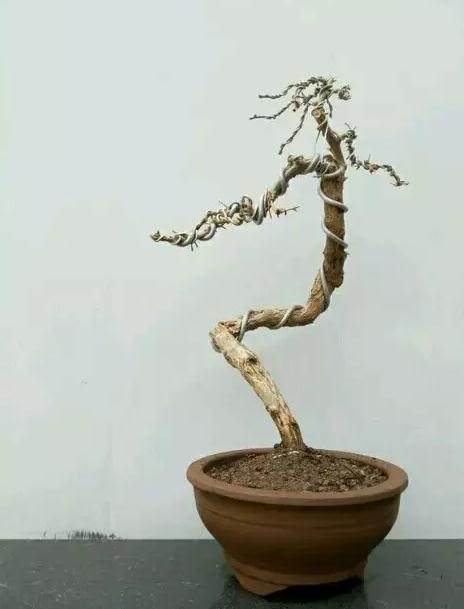枸杞盆景枝条怎么蟠扎的方法