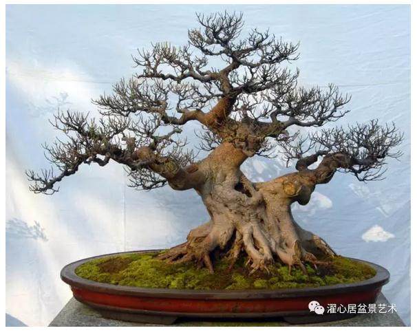 随着日本盆景的引进,其神枝、舍利干的造型