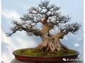 随着日本盆景的引进 其神枝舍利干的造型