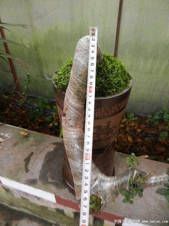 松树生桩 这么挖法,恐怕不容易活