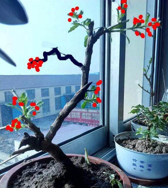 生桩 | 厚德载物小盆友,你的枸杞桩在这里