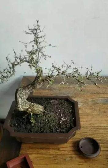 枸杞和别的盆景一样，是需要根盘的