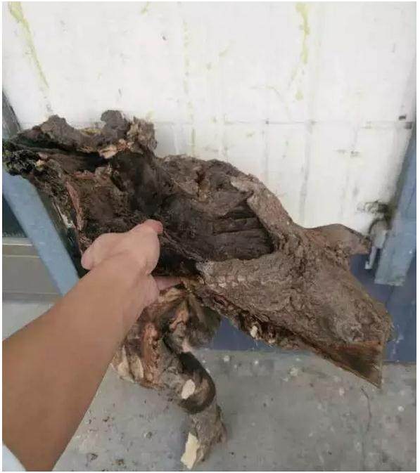 作品 | 一棵死下山桩,经过一番折腾,又活了!