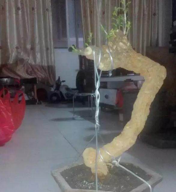 生桩 | 一棵头大脚轻的枸杞下山桩桩，怎么设计造型？