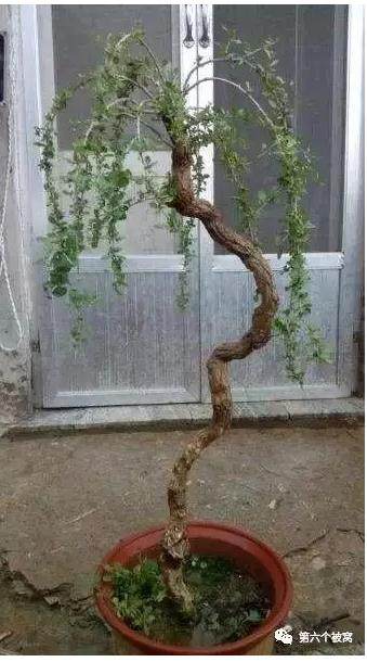 问答 | 高杆枸杞下山桩桩,需要一直高培土到头顶吗?