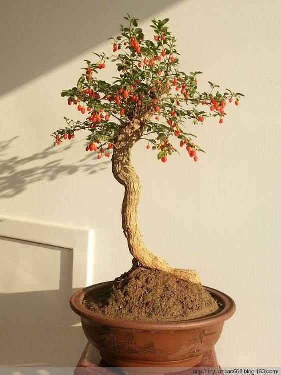 实用|越大越好?枸杞盆景的几个误区