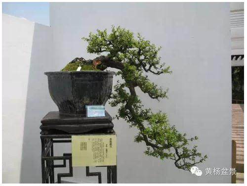 作品 | 上有断崖，下有流水 悬崖盆景欣赏