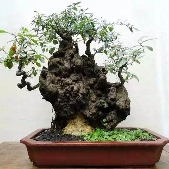 生桩 | 振兴盆景小盆友,你的桩在这里!