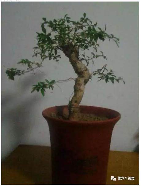  实战 | 一位盆友的枸杞盆景栽种经验，条条都来自实践，有文有图
