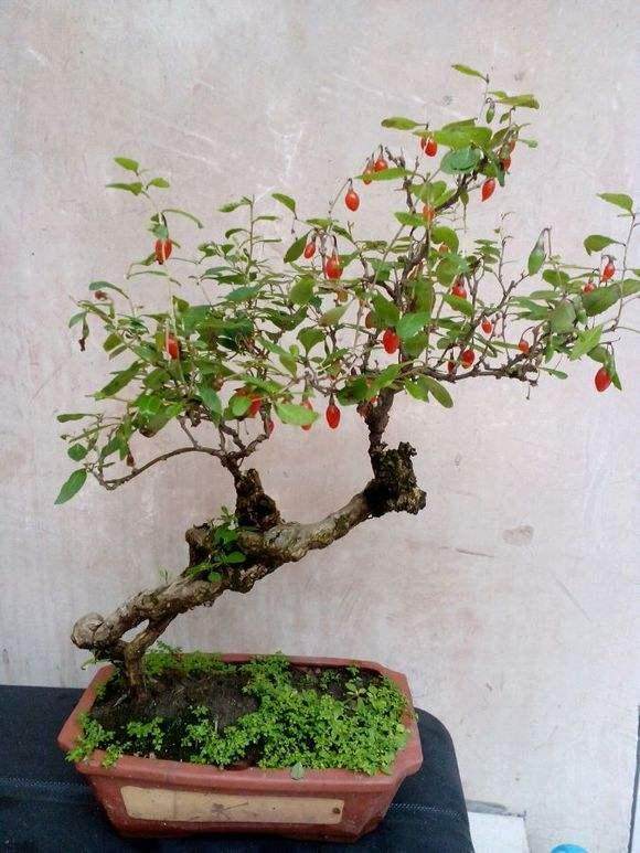 采桩盆景老桩的5个方法 图片