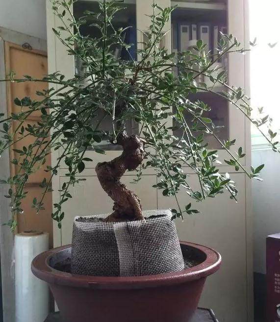 你好,想问一下关于枸杞盆景提根的问题:新挖的枸杞怎么种?