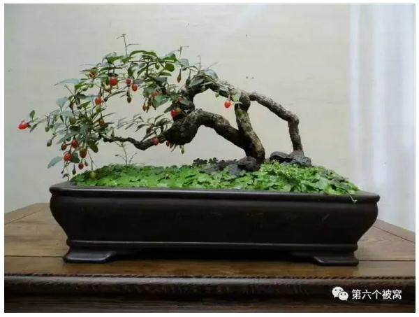 实用 | 枸杞盆景的天性是喜欢阳光、喜欢风