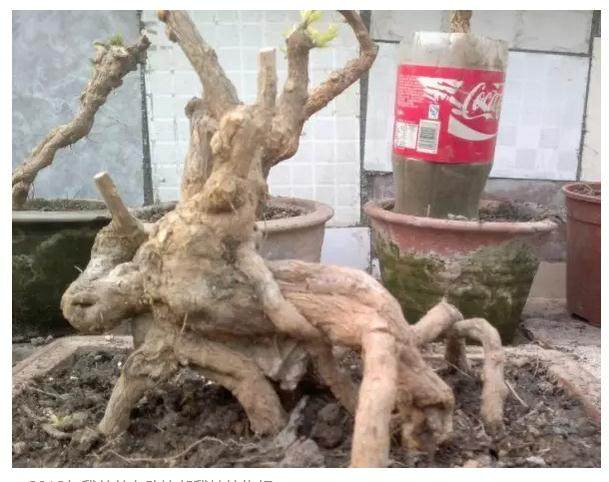 故事|枸杞:推开那扇门,我看到了一个五彩的盆景世界