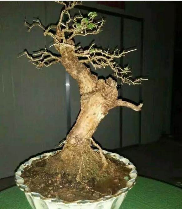 作品 | 木石小山老师的生桩，让它长旺，用了什么法？