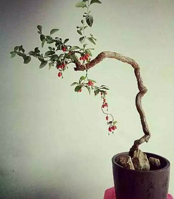 生桩 | A龙泰疑难专修，发来几个盆景生桩，点评一下下