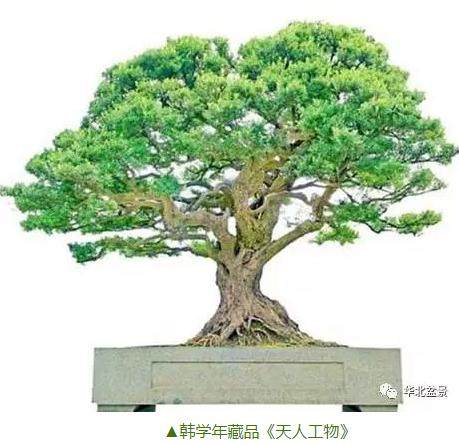 参观韩学年先生的盆景园地——品松丘