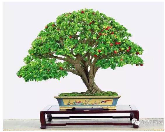 必知:树桩盆景蟠扎时间有讲究