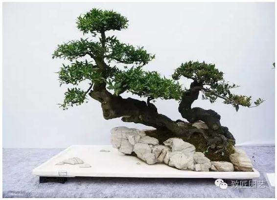 独辟蹊径:树桩盆景的特殊方法