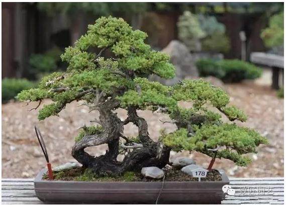 独辟蹊径:树桩盆景的特殊方法