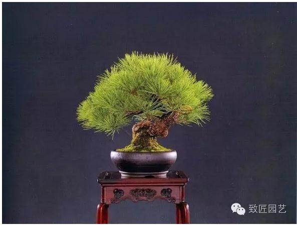 容易养活的16种微型盆景,总有一种适合你。