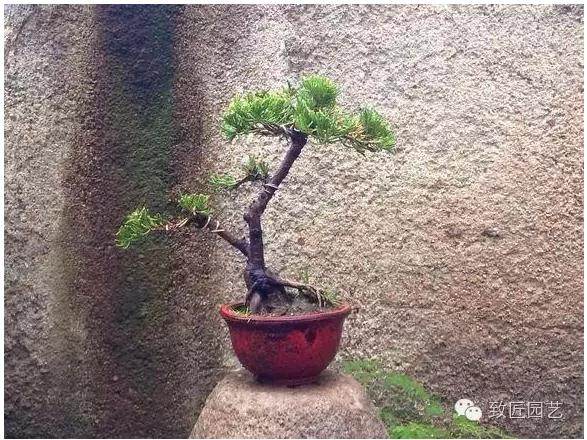 容易养活的16种微型盆景,总有一种适合你。