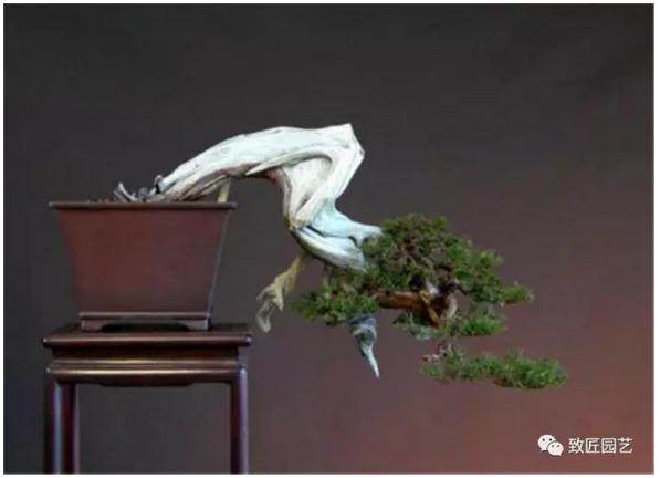 如何在较短的时间内熟知盆景知识?-《了解篇》