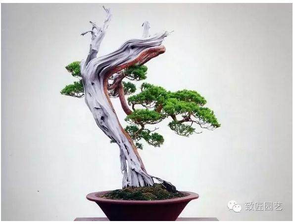 怎么使盆景主干显出苍老的方法